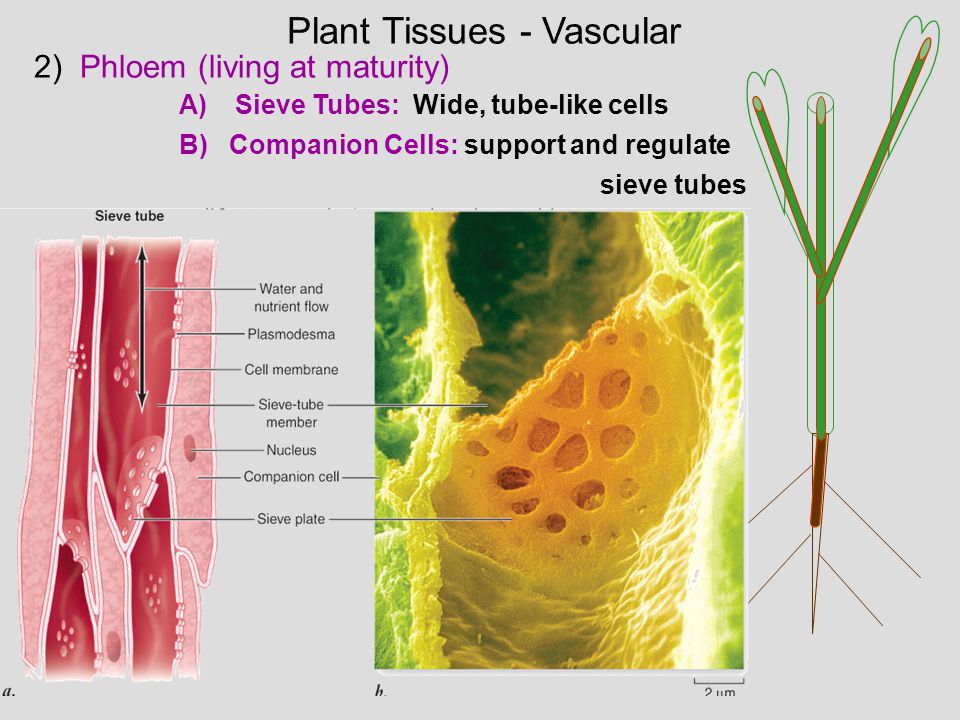 Plant Tissues - Vascular