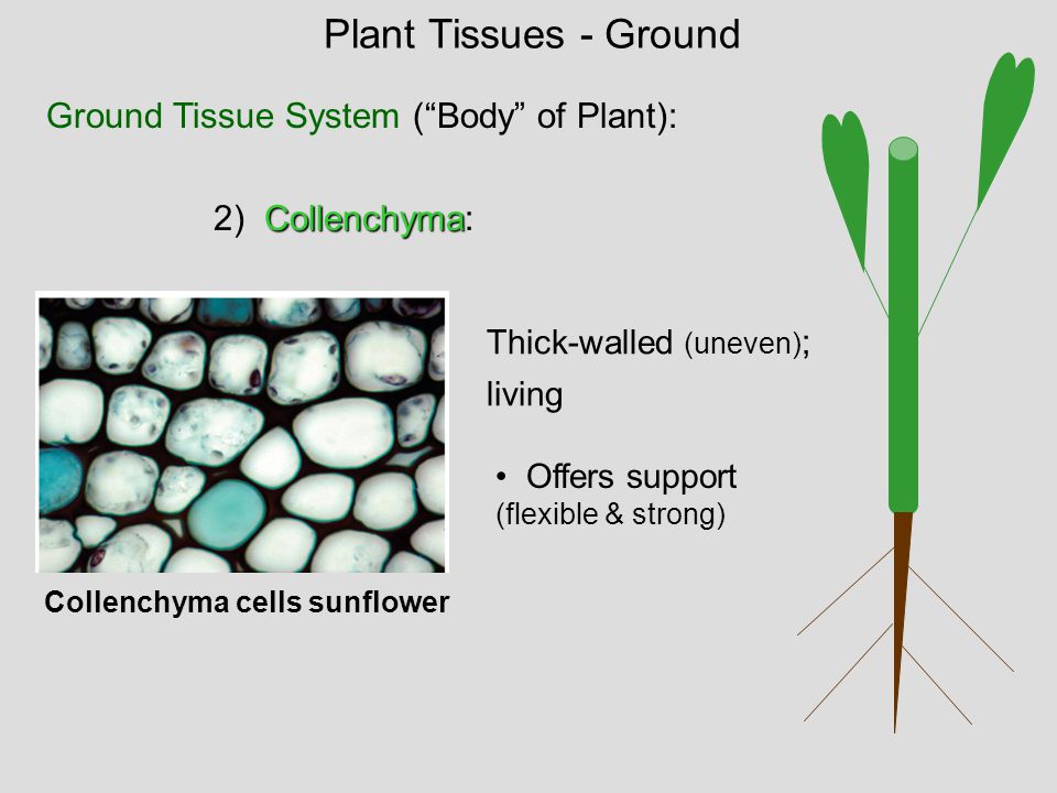 Plant Tissues - Ground Ground Tissue System ( Body of Plant):
