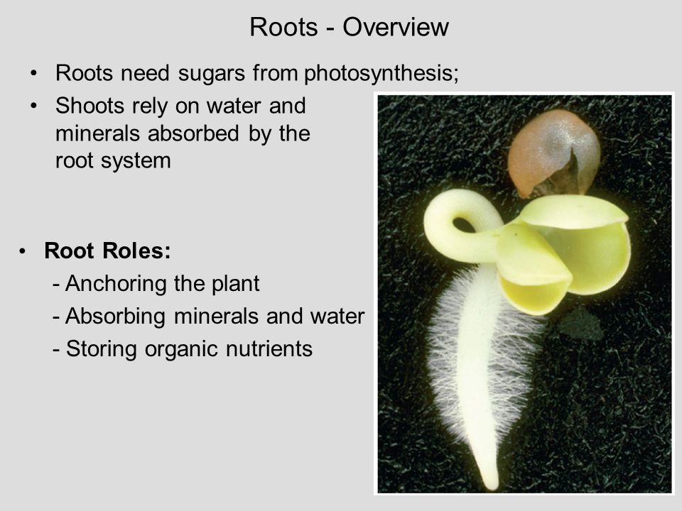 Roots - Overview Roots need sugars from photosynthesis;