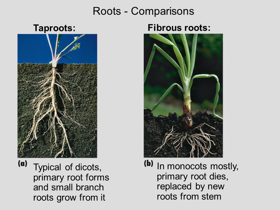 Roots - Comparisons Taproots: Fibrous roots: