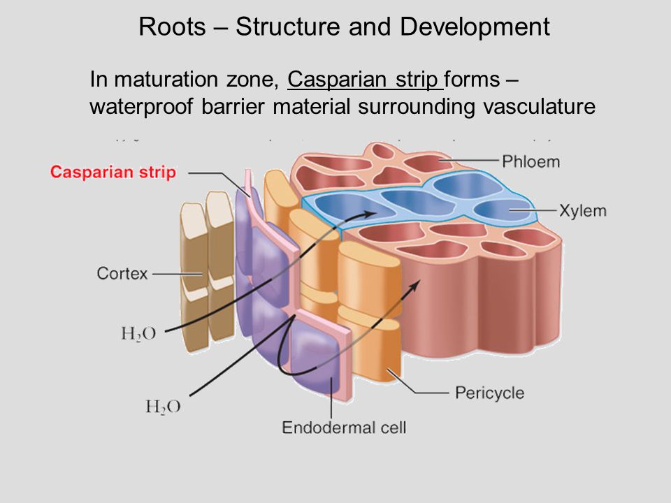 Roots – Structure and Development