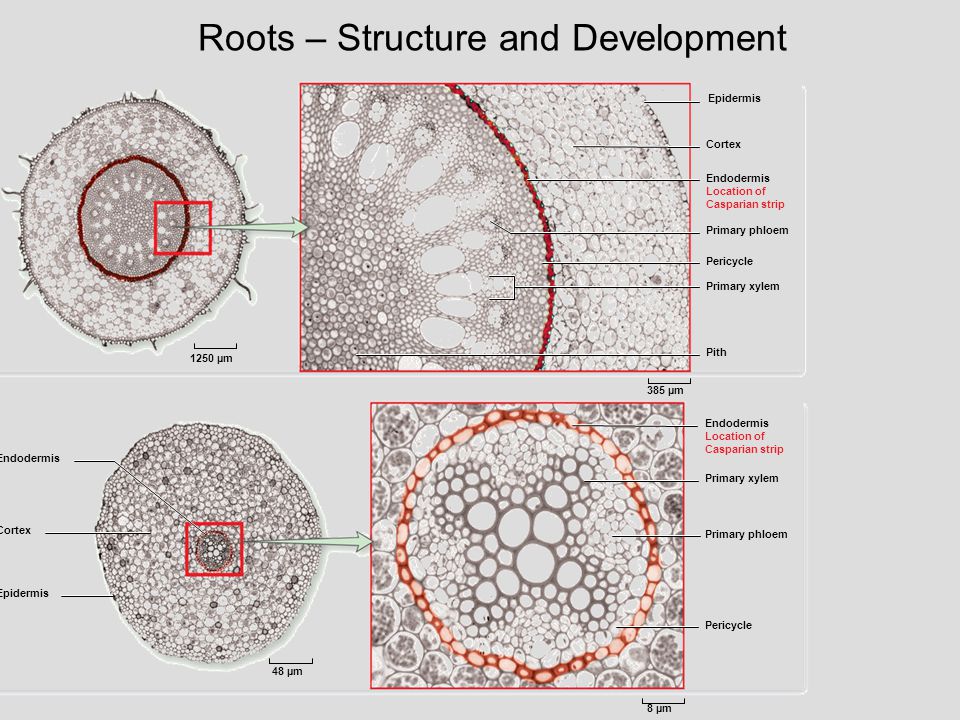 Roots – Structure and Development