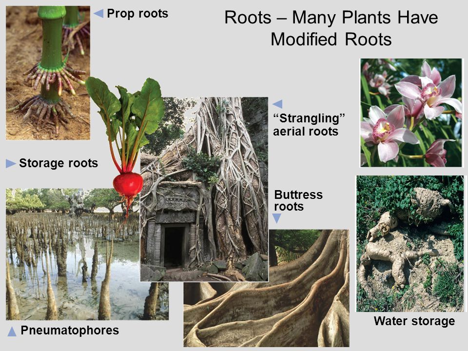 Roots – Many Plants Have Modified Roots