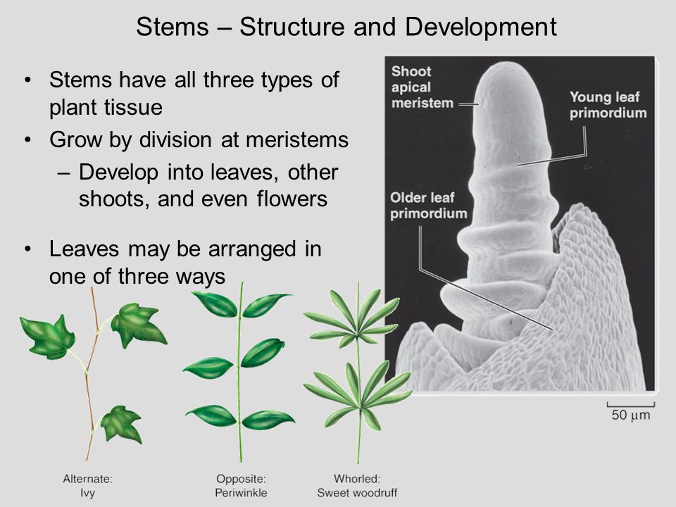 Stems – Structure and Development