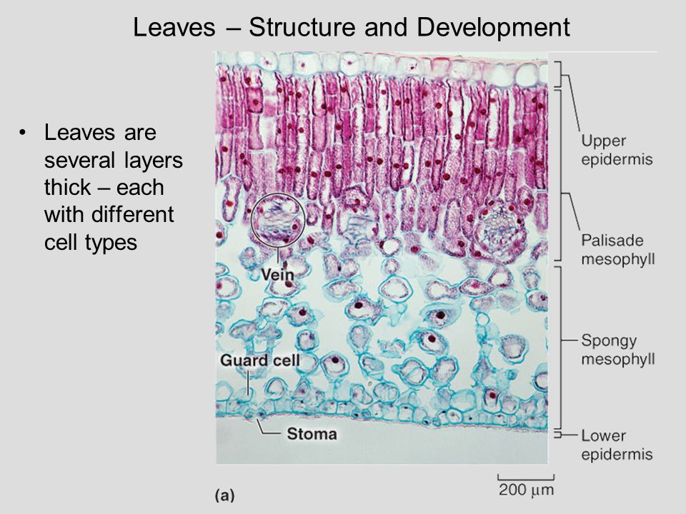 Leaves – Structure and Development
