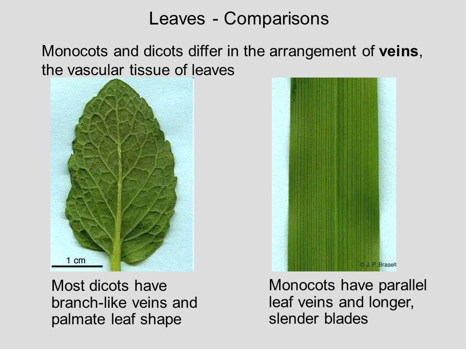 Leaves - Comparisons Monocots and dicots differ in the arrangement of veins, the vascular tissue of leaves.