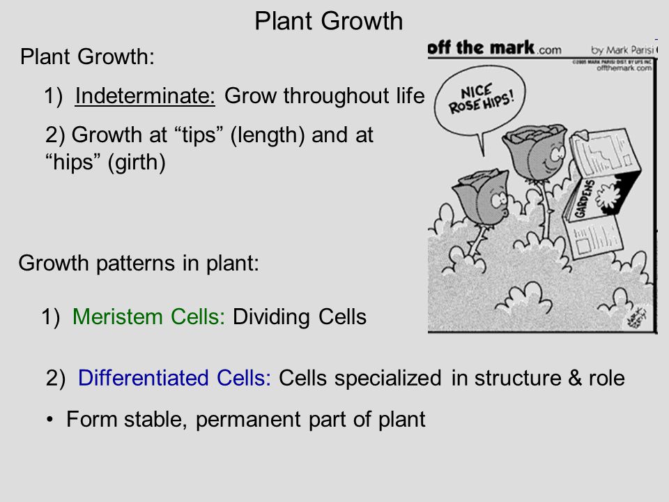 Plant Growth Plant Growth: 1) Indeterminate: Grow throughout life