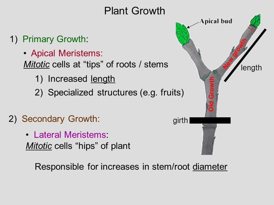 Plant Growth 1) Primary Growth: Apical Meristems: