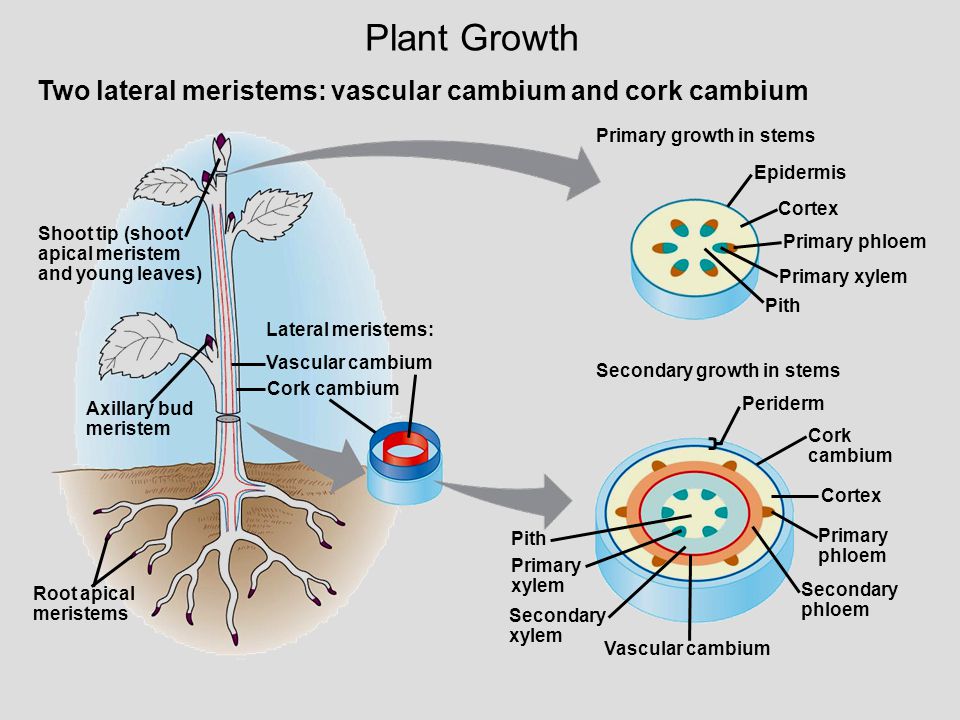 Plant Growth Two lateral meristems: vascular cambium and cork cambium