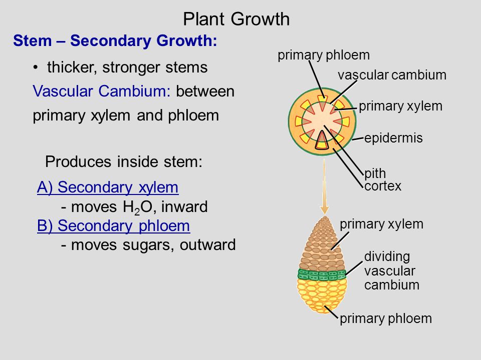 Plant Growth Stem – Secondary Growth: thicker, stronger stems