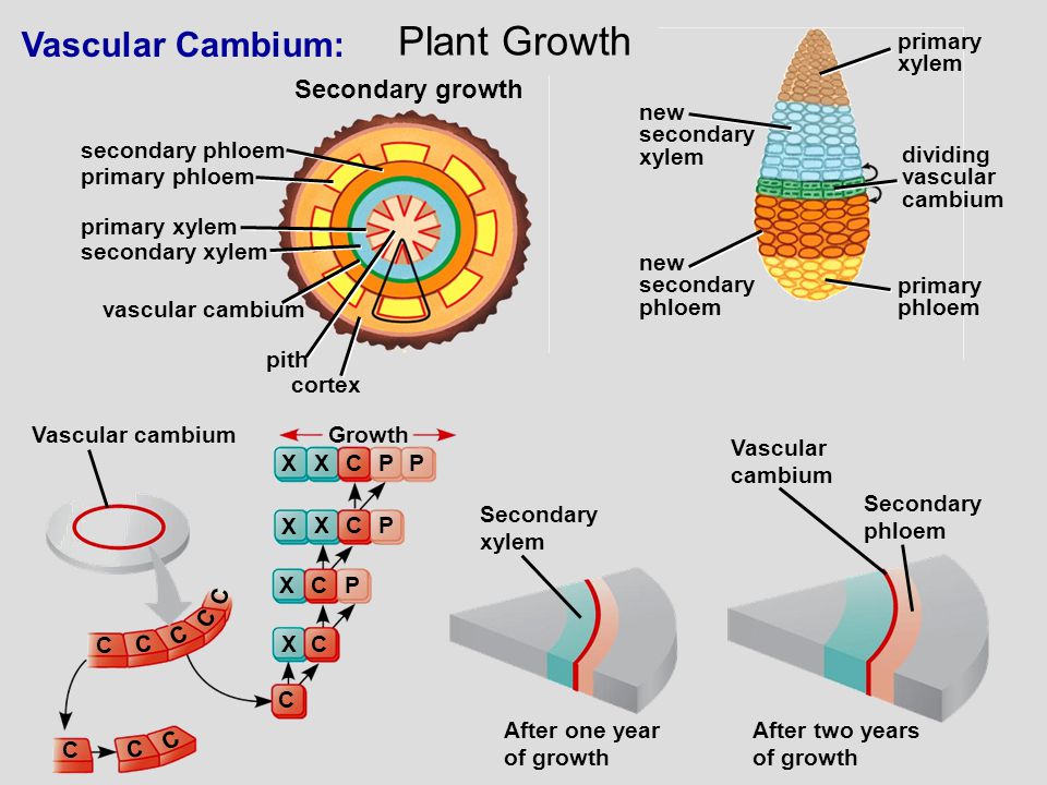 Plant Growth Vascular Cambium: Secondary growth primary phloem