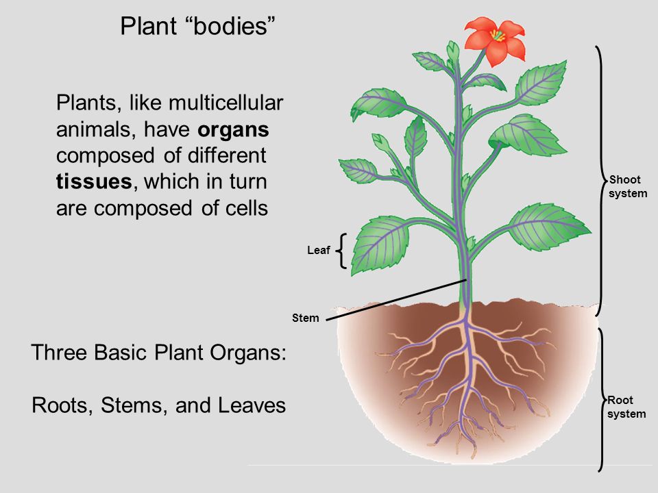 Three Basic Plant Organs: Roots, Stems, and Leaves