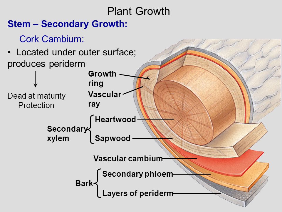 Plant Growth Stem – Secondary Growth: Cork Cambium: