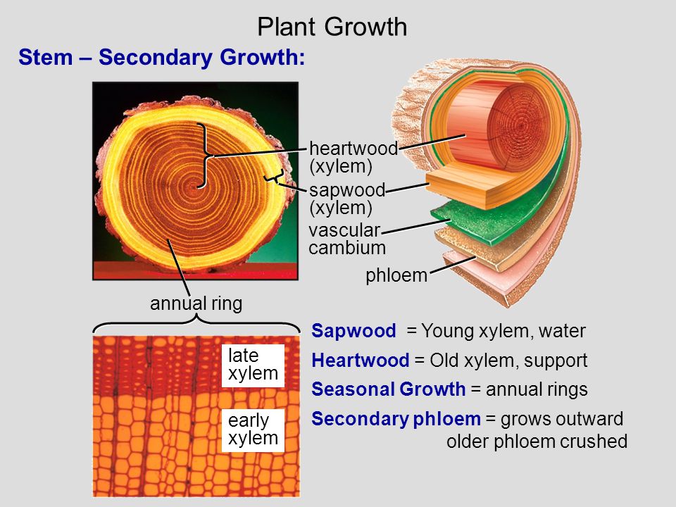 Plant Growth Stem – Secondary Growth: heartwood (xylem) sapwood