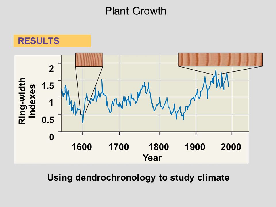 Plant Growth RESULTS Ring-width indexes
