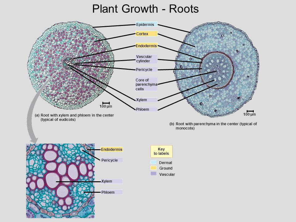 Plant Growth - Roots Epidermis. Cortex. Endodermis. Vascular. cylinder. Pericycle. Core of. parenchyma.
