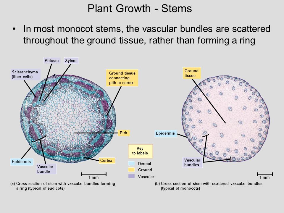 Plant Growth - Stems In most monocot stems, the vascular bundles are scattered throughout the ground tissue, rather than forming a ring.