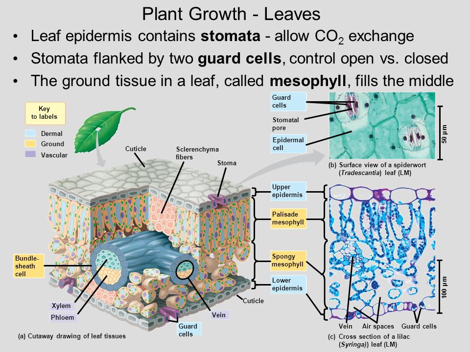 Plant Growth - Leaves Leaf epidermis contains stomata - allow CO2 exchange. Stomata flanked by two guard cells, control open vs. closed.