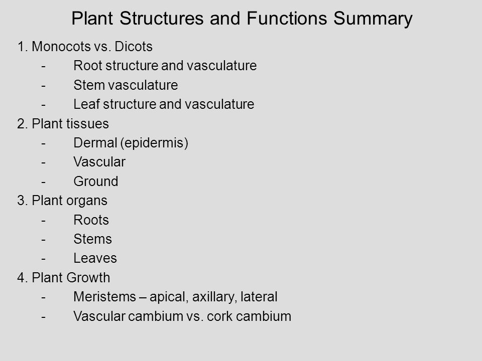 Plant Structures and Functions Summary