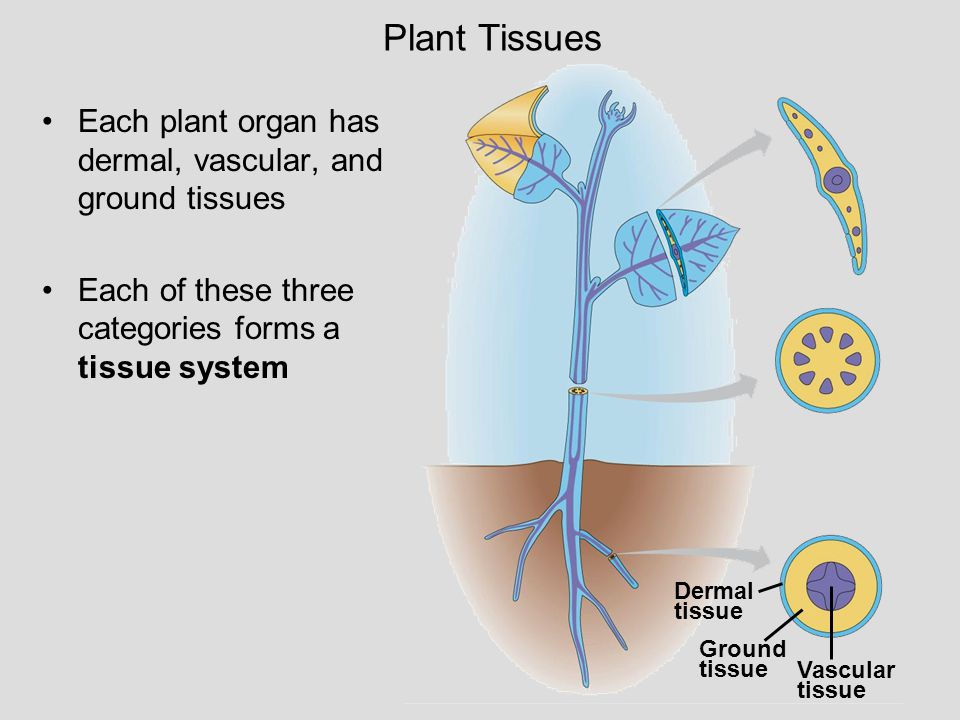 Plant Tissues Dermal. tissue. Ground. Vascular. Each plant organ has dermal, vascular, and ground tissues.