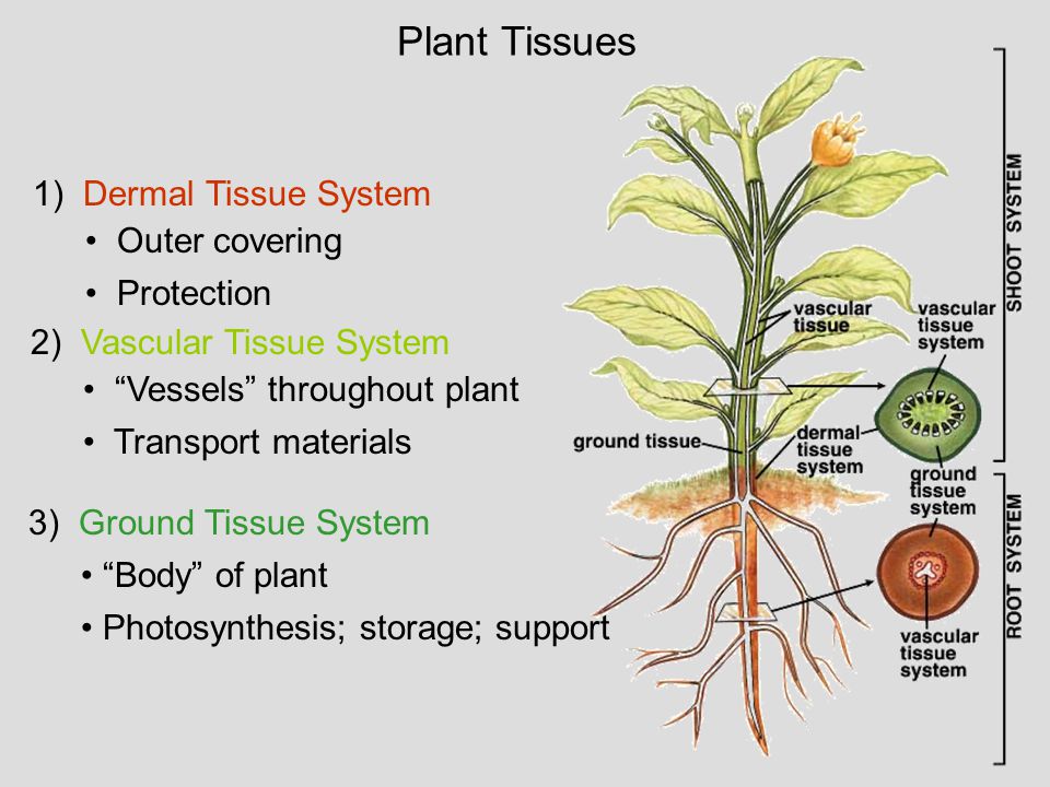 Plant Tissues 1) Dermal Tissue System Outer covering Protection