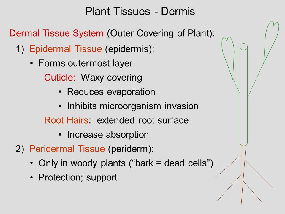 Plant Tissues - Dermis Dermal Tissue System (Outer Covering of Plant):