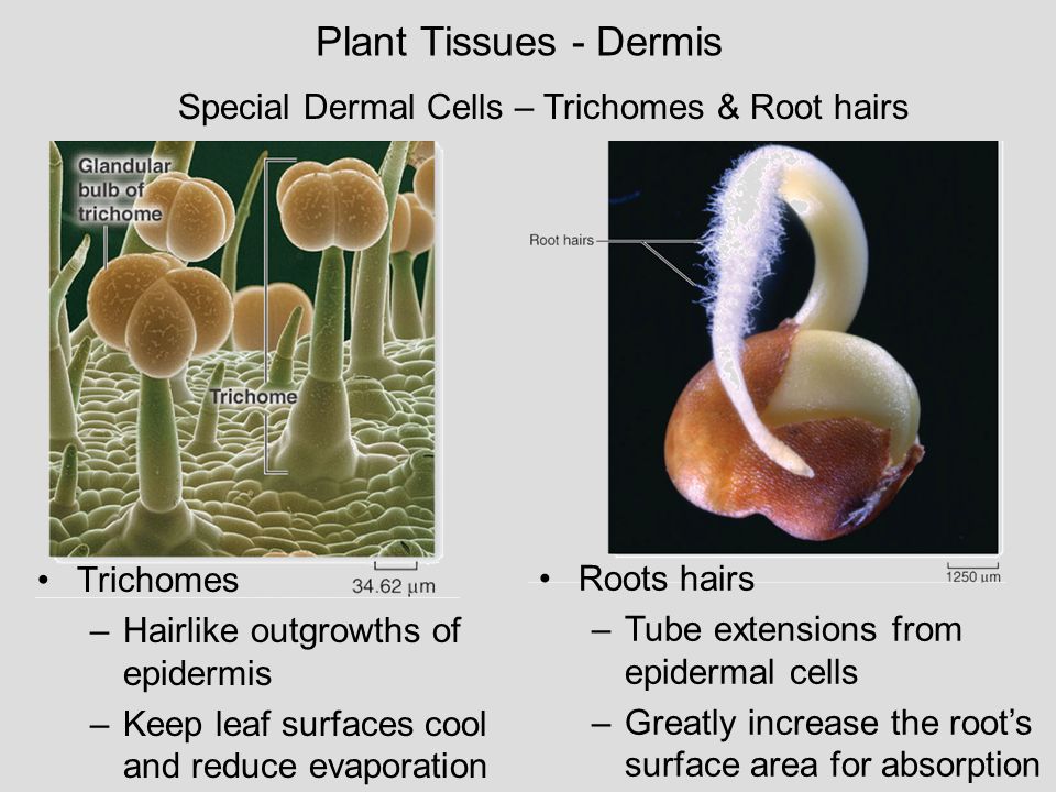 Plant Tissues - Dermis Special Dermal Cells – Trichomes & Root hairs