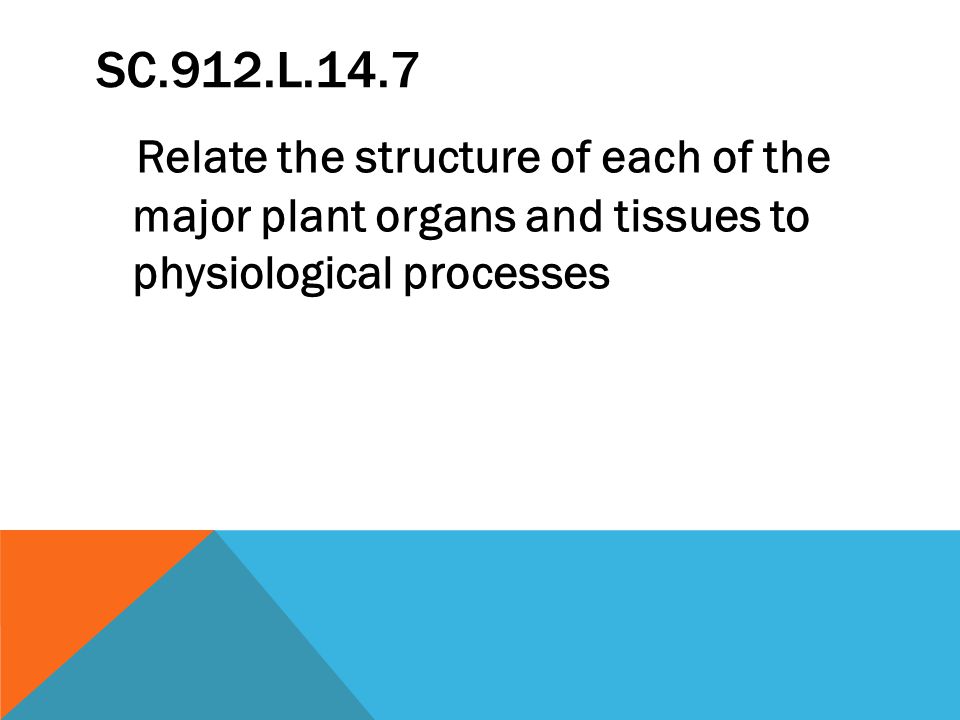 SC.912.L.14.7 Relate the structure of each of the major plant organs and tissues to physiological processes.