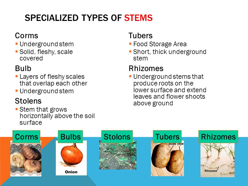 Specialized Types of Stems