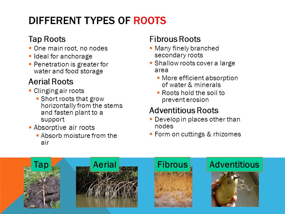 Different Types of Roots
