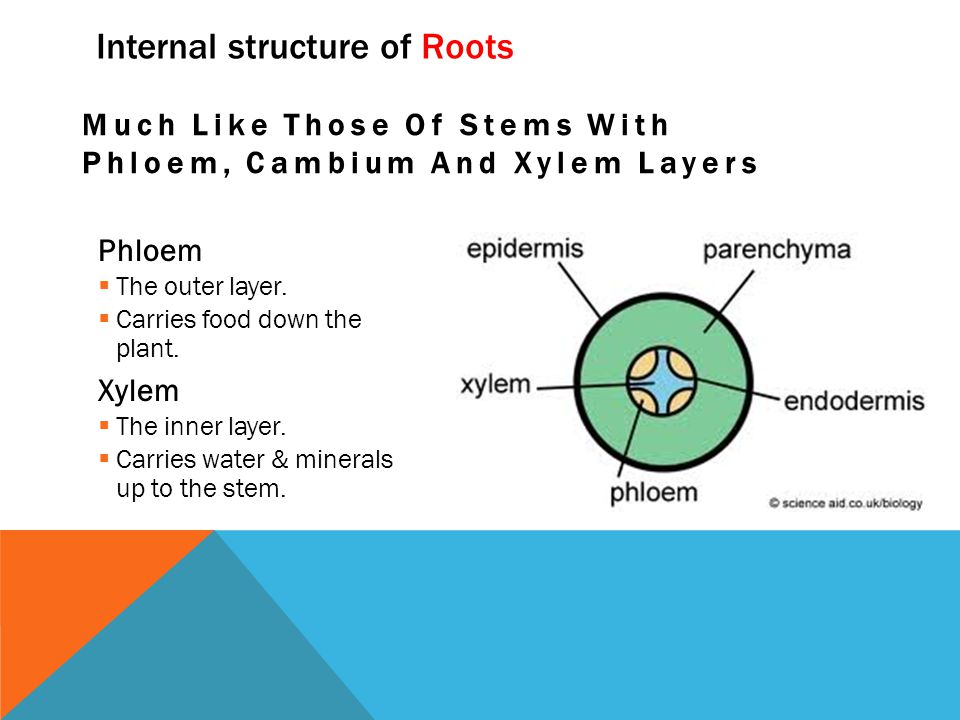 Internal structure of Roots