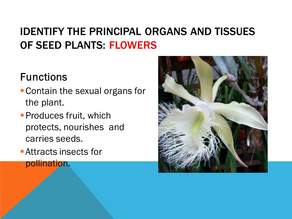 Identify the principal organs and tissues of seed plants: Flowers