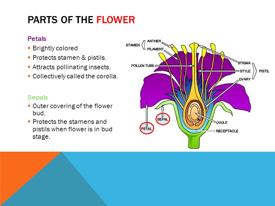 Parts of the Flower Petals Brightly colored Protects stamen & pistils.