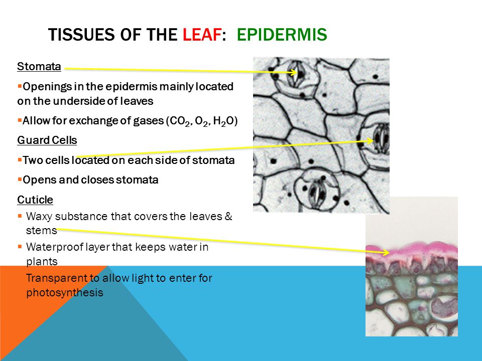 Tissues of the Leaf: Epidermis