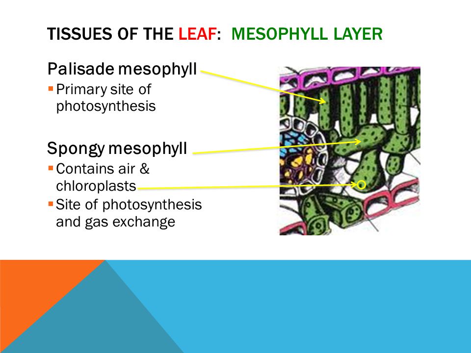 Tissues of the Leaf: Mesophyll Layer