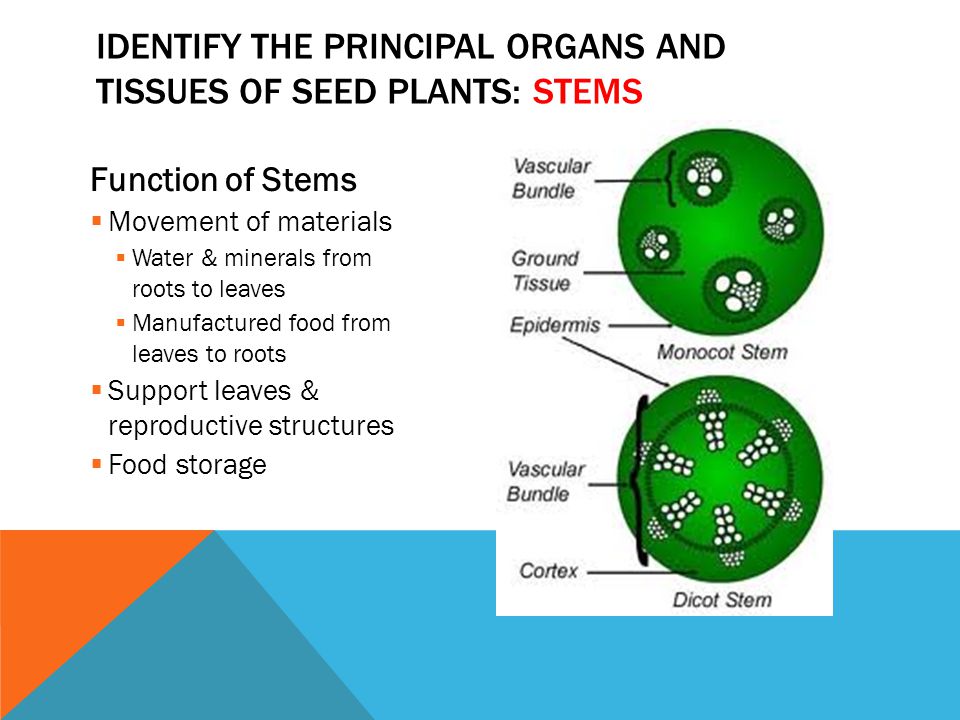 Identify the principal organs and tissues of seed plants: stems