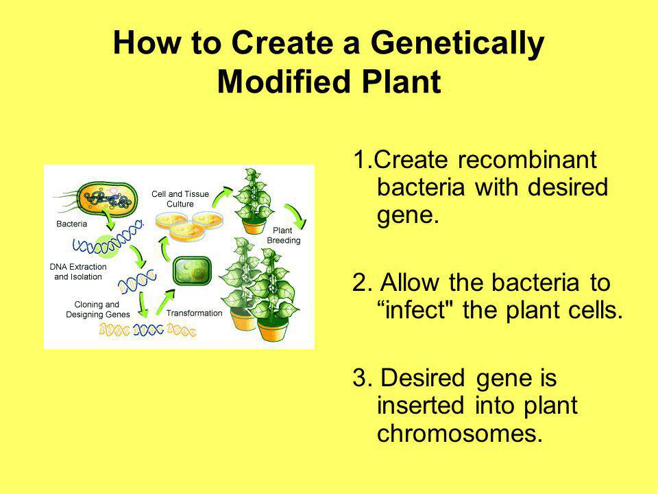 How to Create a Genetically Modified Plant