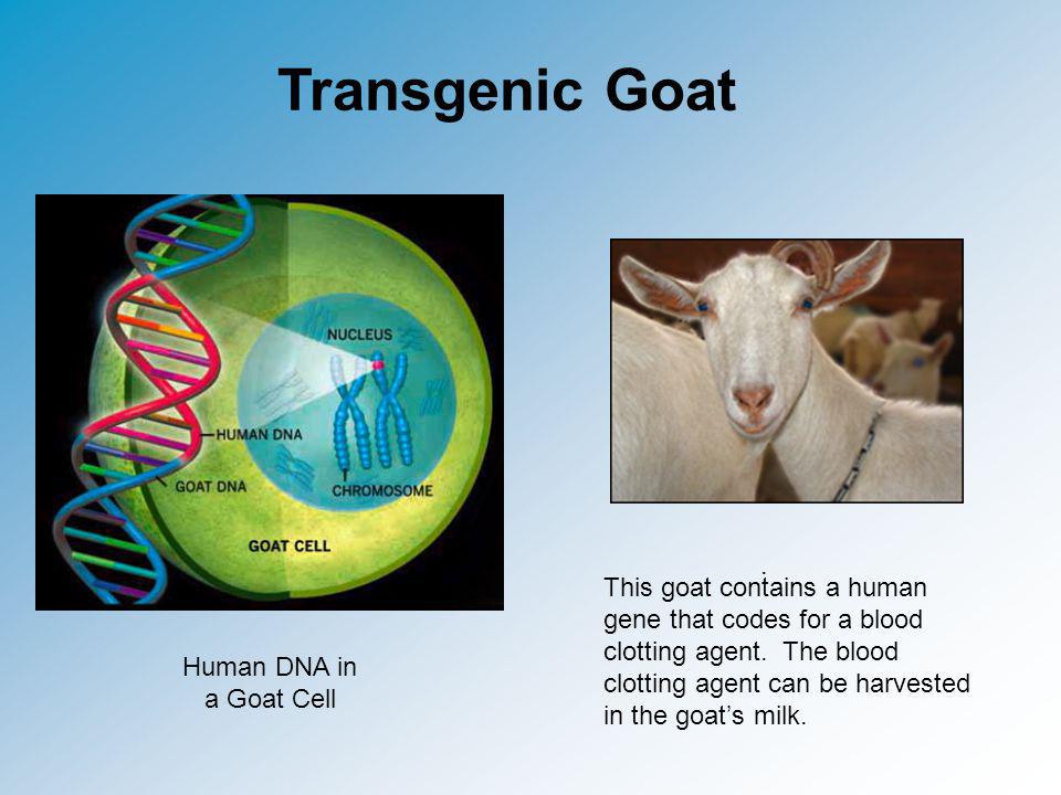 Transgenic Goat .