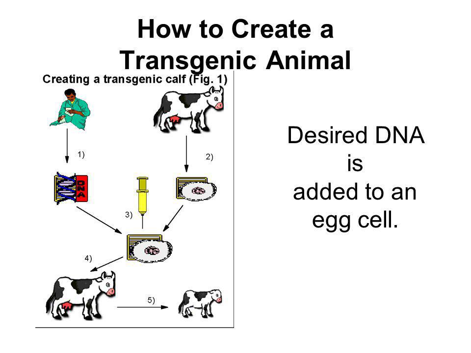 How to Create a Transgenic Animal