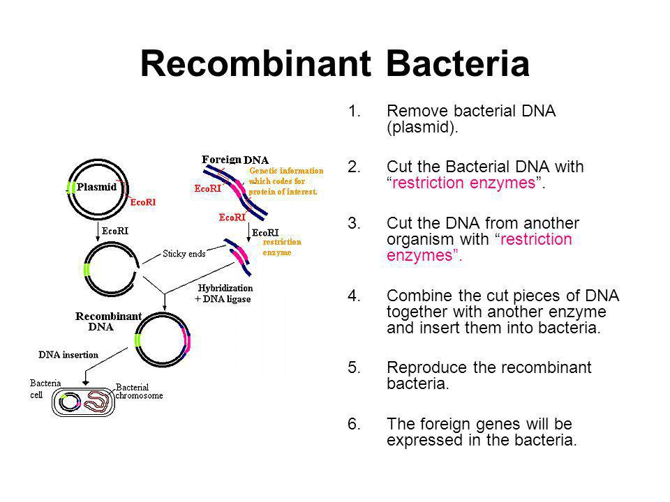 Recombinant Bacteria Remove bacterial DNA (plasmid).