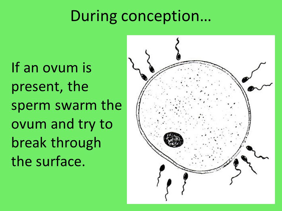 During conception… If an ovum is present, the sperm swarm the ovum and try to break through the surface.