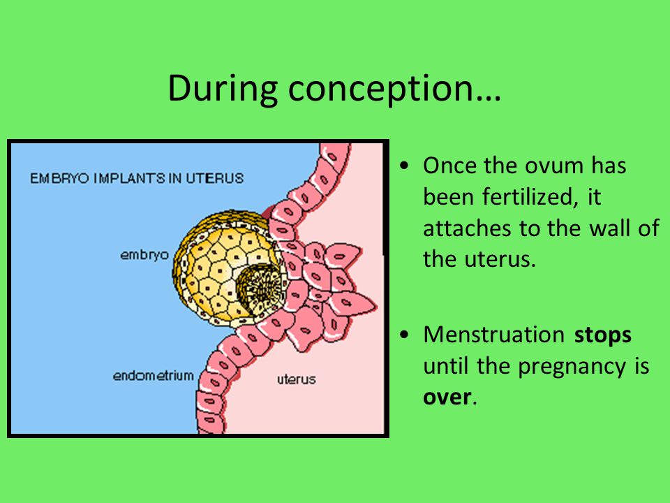 During conception… Once the ovum has been fertilized, it attaches to the wall of the uterus.