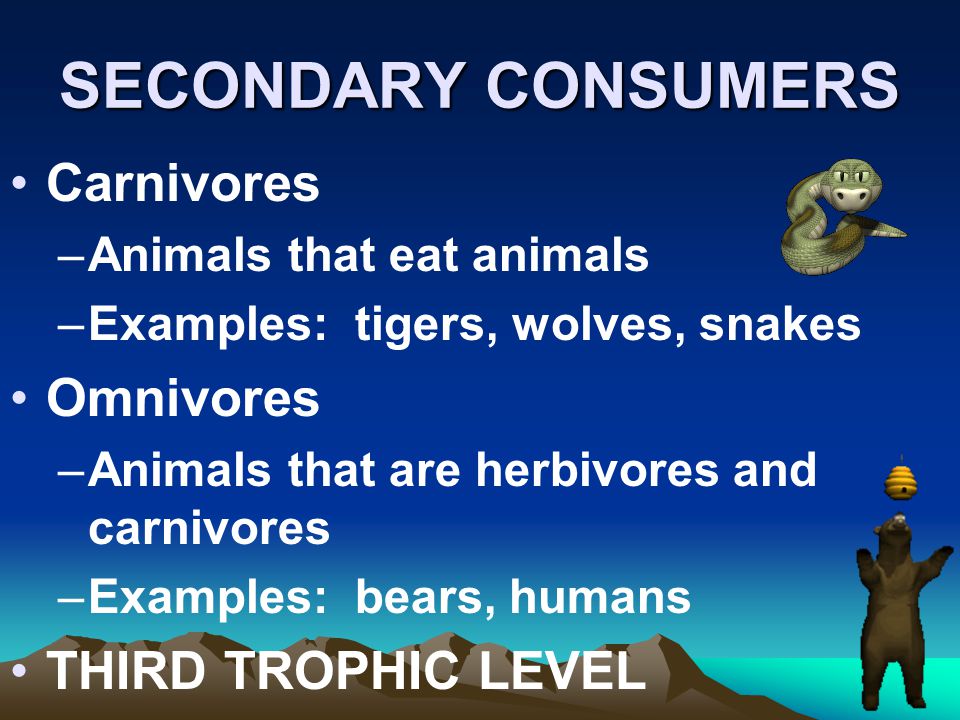 SECONDARY CONSUMERS Carnivores Omnivores THIRD TROPHIC LEVEL