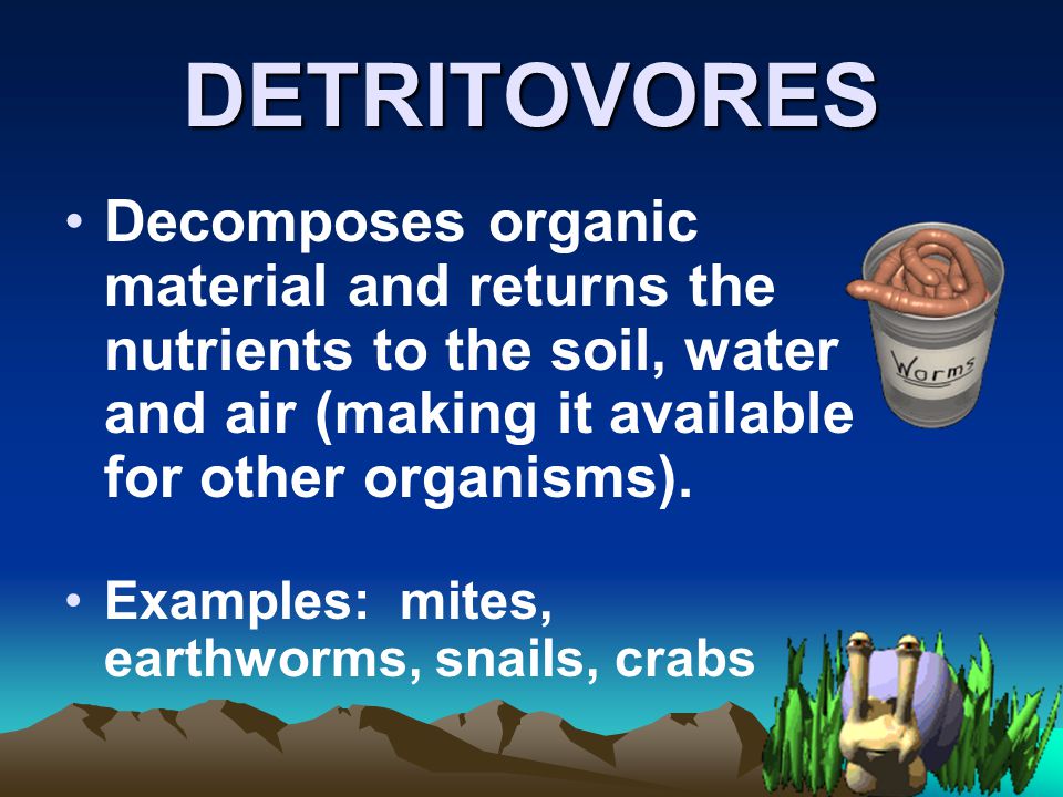 DETRITOVORES Decomposes organic material and returns the nutrients to the soil, water and air (making it available for other organisms).