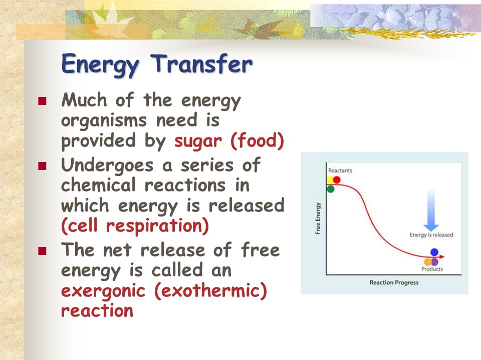 Energy Transfer Much of the energy organisms need is provided by sugar (food)