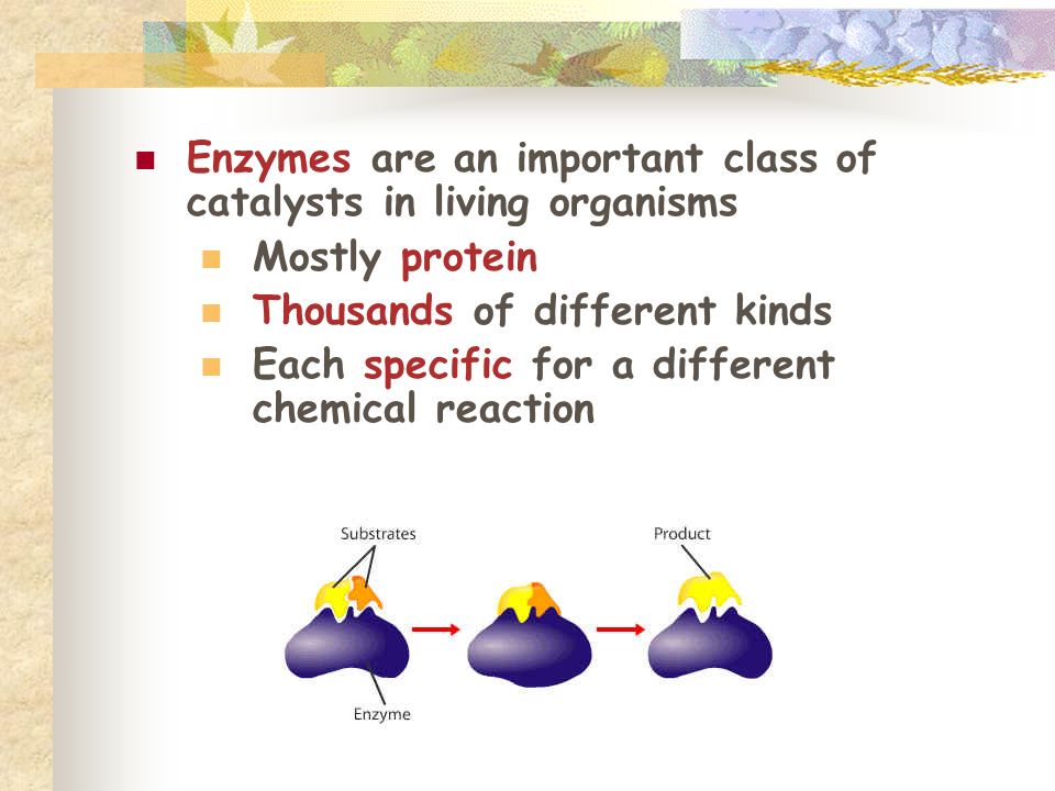 Enzymes are an important class of catalysts in living organisms