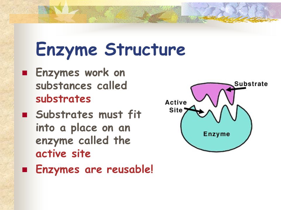 Enzyme Structure Enzymes work on substances called substrates