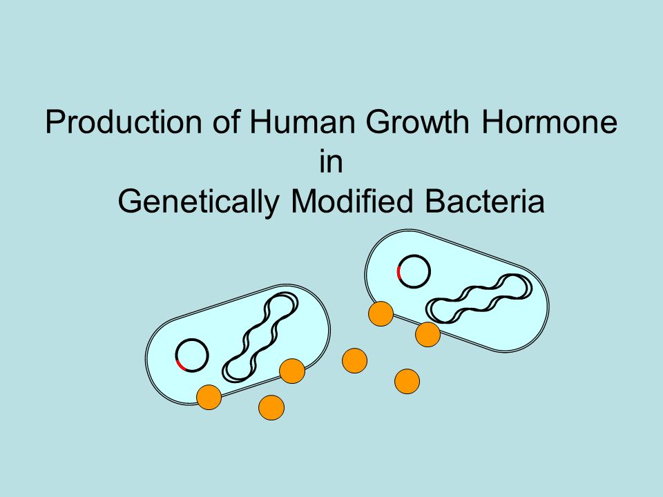 Production of Human Growth Hormone in Genetically Modified Bacteria