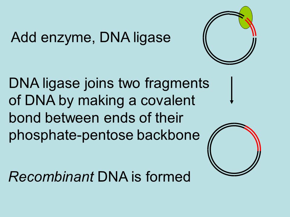 Add enzyme, DNA ligase DNA ligase joins two fragments of DNA by making a covalent bond between ends of their phosphate-pentose backbone.