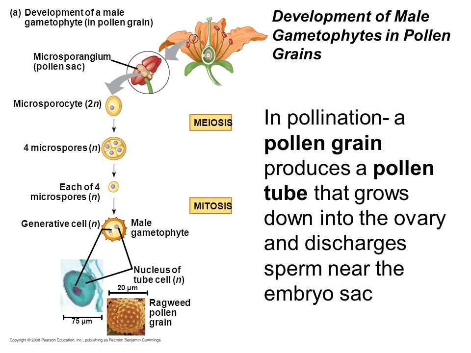 Development of Male Gametophytes in Pollen Grains